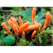 Мицелий Кордицепса военного (Cordyceps militaris)